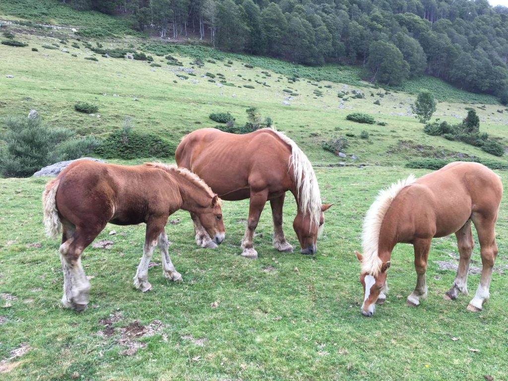 Payolle été - chevaux