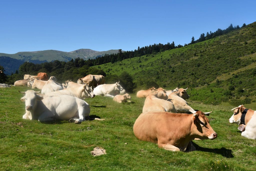 Hourquette d'Ancizan - vaches